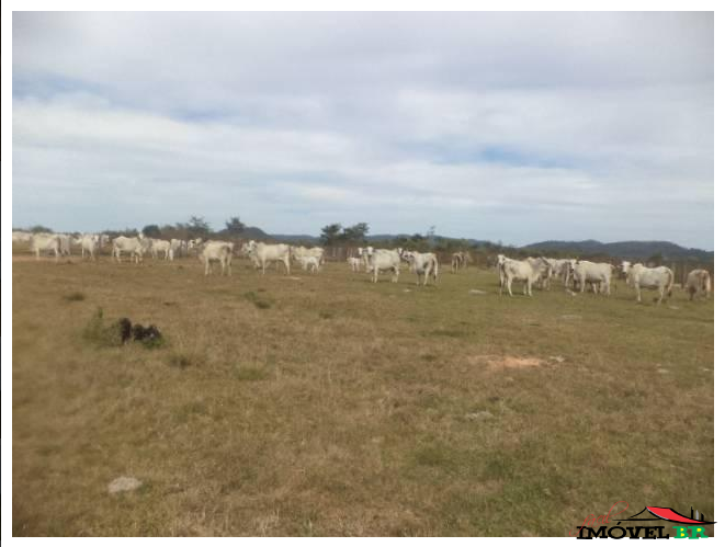 Fazenda para Pecuária — foto 2