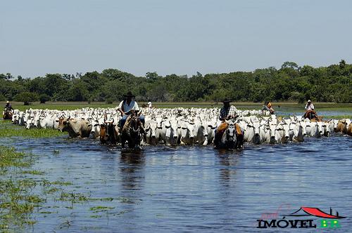 Foto principal: FAZENDA DE 1.100 HA NO PANTANAL-POCONE-MT.