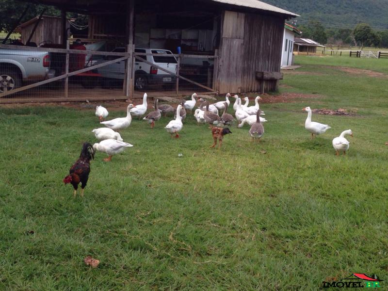 VENDO FAZENDA DE 825 HA EM NS. DO LIVRAMENTO MT, BR 070 — foto 3