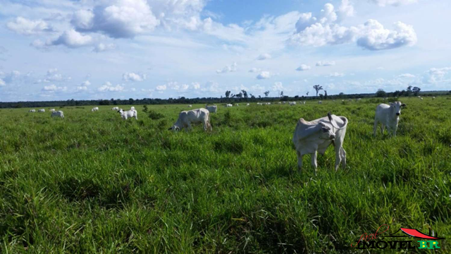 Foto principal: FAZENDA EM CANABRAVA DO NORTE - MT  (CANA BRAVA)