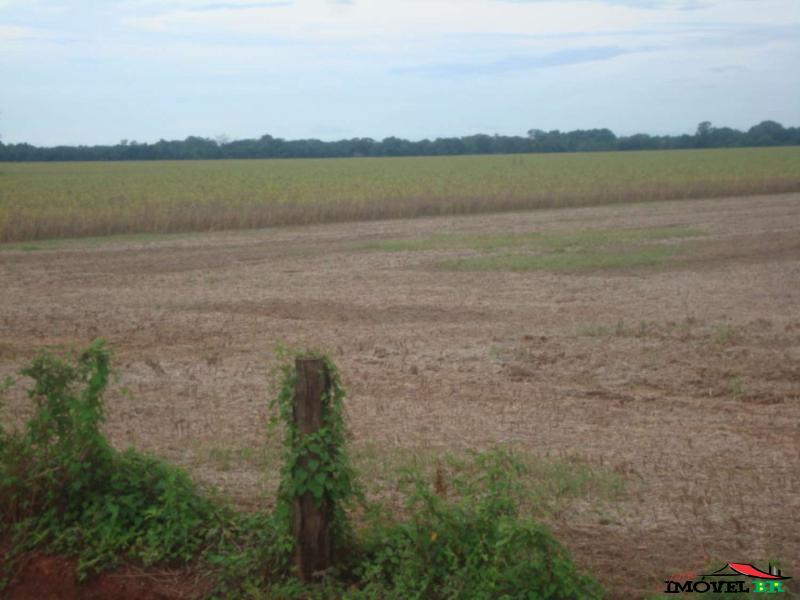 FAZENDA EM CANARANA - MT  (MIOLO DA SOJA) — foto 2