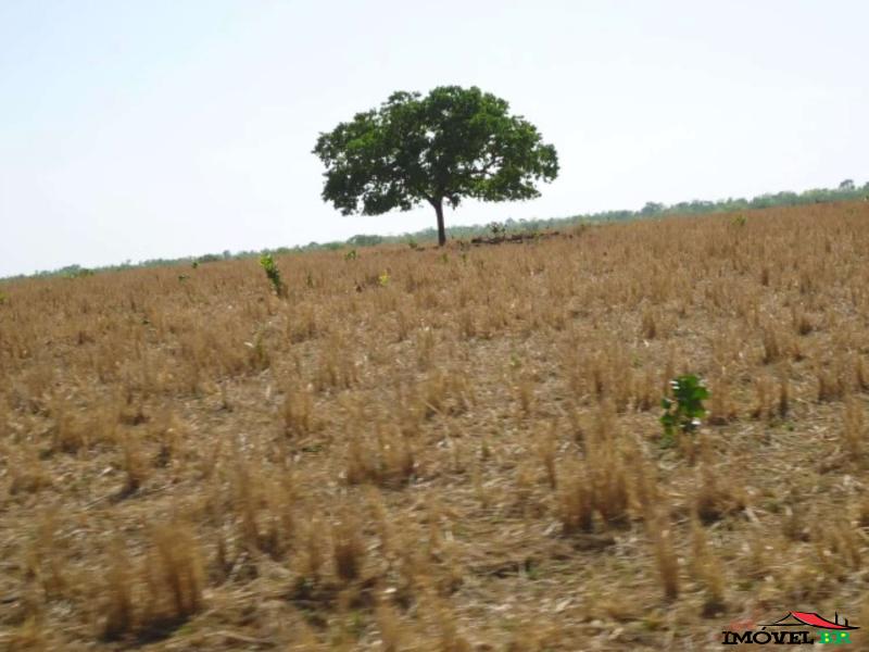 FAZENDA EM GAÚCHA DO NORTE - MT  (COLIZEU) — foto 2