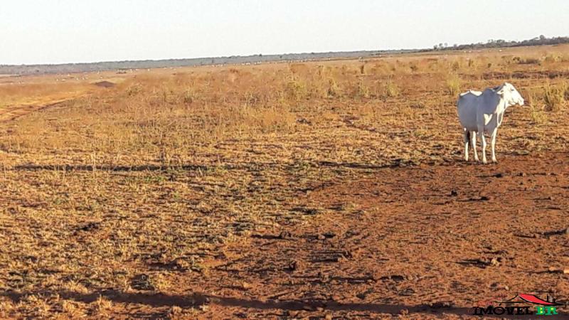 FAZENDA EM GAÚCHA DO NORTE - MT  (PRODUZINDO GRÃOS E PECUÁRIA) — foto 2