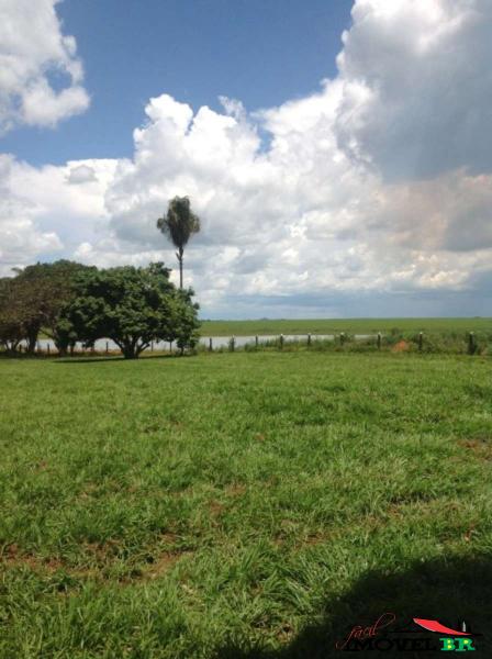 FAZENDA CULTIVANDO SOJA, MILHO E PECUÁRIA — foto 3