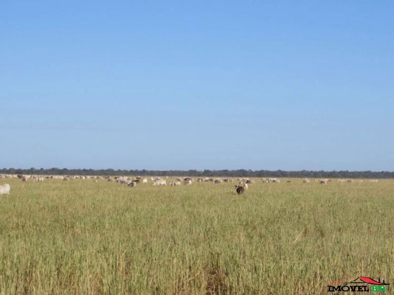 FAZENDA COM CRIAÇÃO BOVINA E AGRICULTURA ROTACIONADO — foto 2