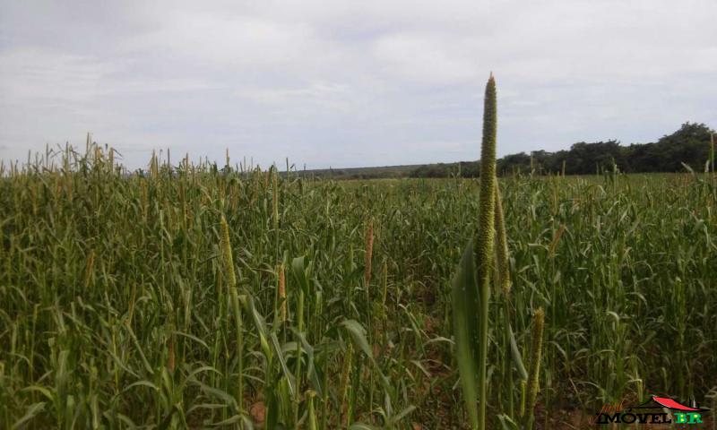FAZENDA PRODUZINDO SOJA MILHO E AGROPECUÁRIA — foto 2