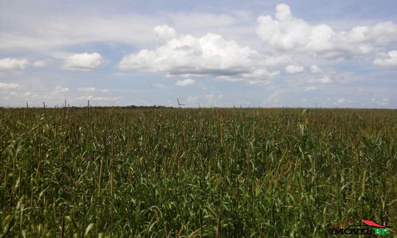 Foto principal: FAZENDA PRODUZINDO SOJA MILHO E AGROPECUÁRIA