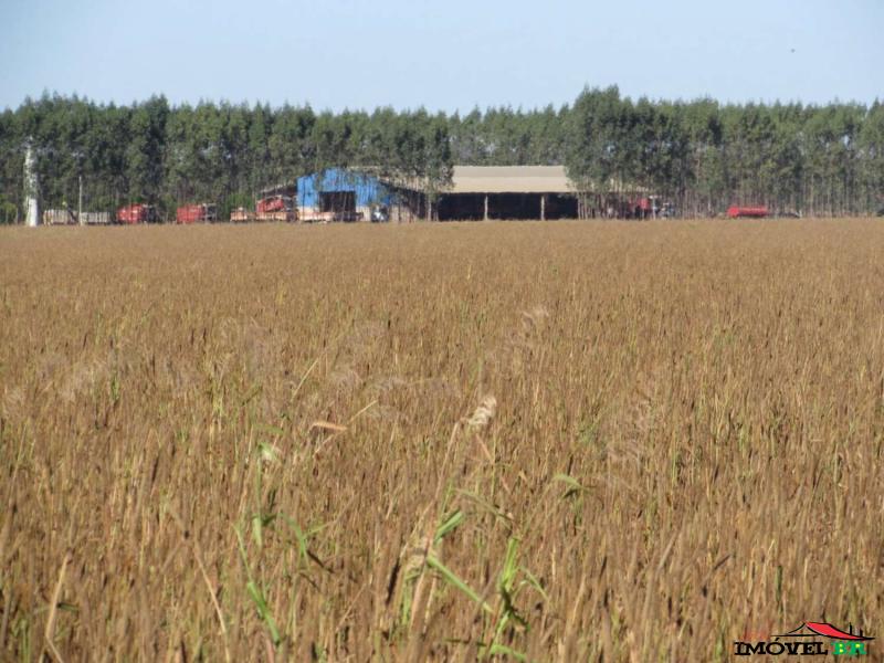 Foto principal: FAZENDA PRODUZINDO SOJA E MILHO