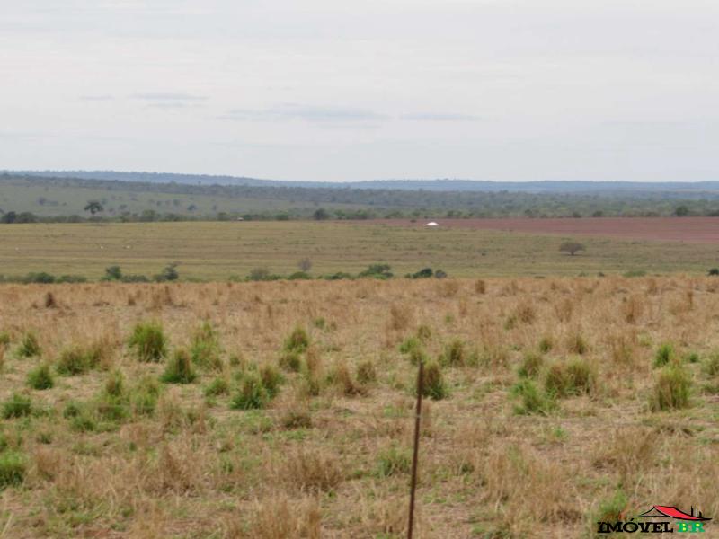 FAZENDA PRODUZINDO SOJA E MILHO E PECUÁRIA EM PASTAGEM ROTACIONADO — foto 3