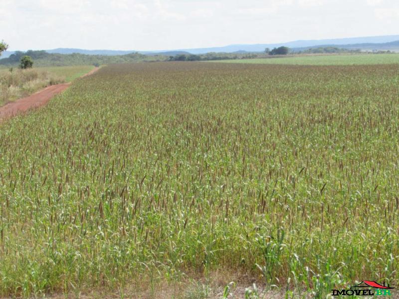 FAZENDA COM UMA LOCALIZAÇÃO PRIVILEGIADA — foto 3