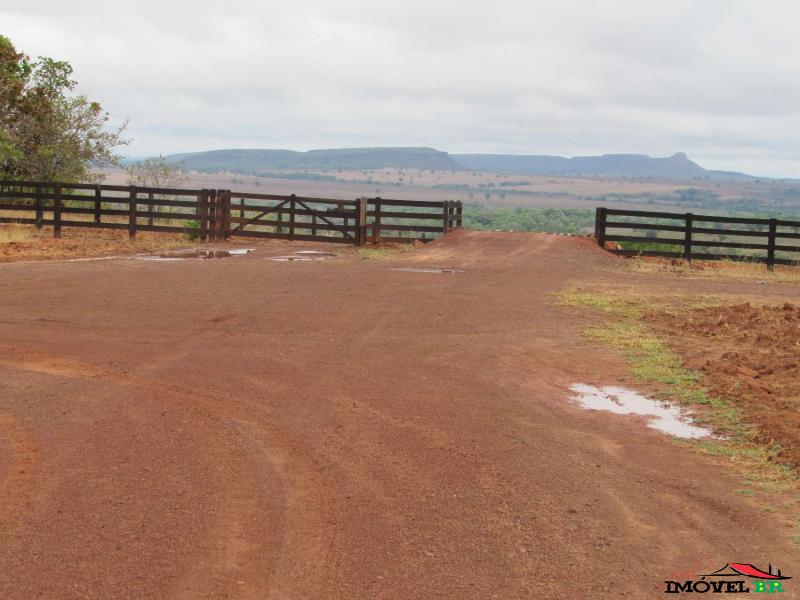 Foto principal: FAZENDA PRODUZINDO BEZERRO MACHO