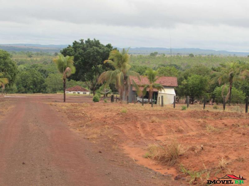 FAZENDA PRODUZINDO BEZERRO MACHO — foto 2