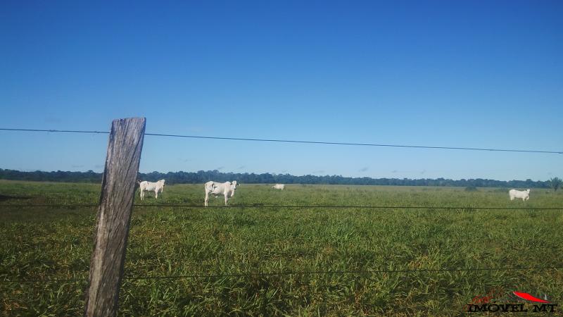 Fazenda em Juina — foto 3