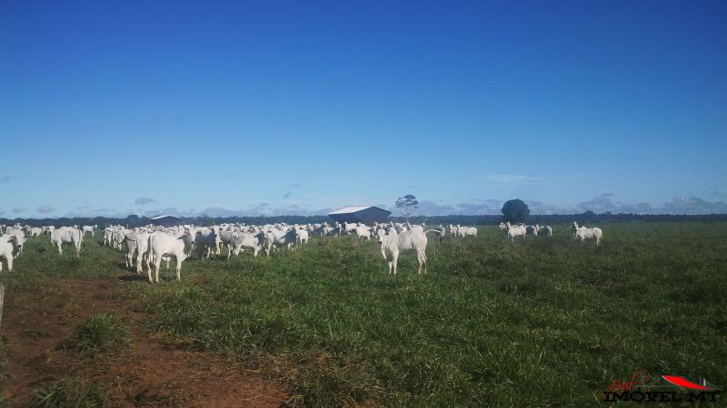 Fazenda em Juina — foto 2