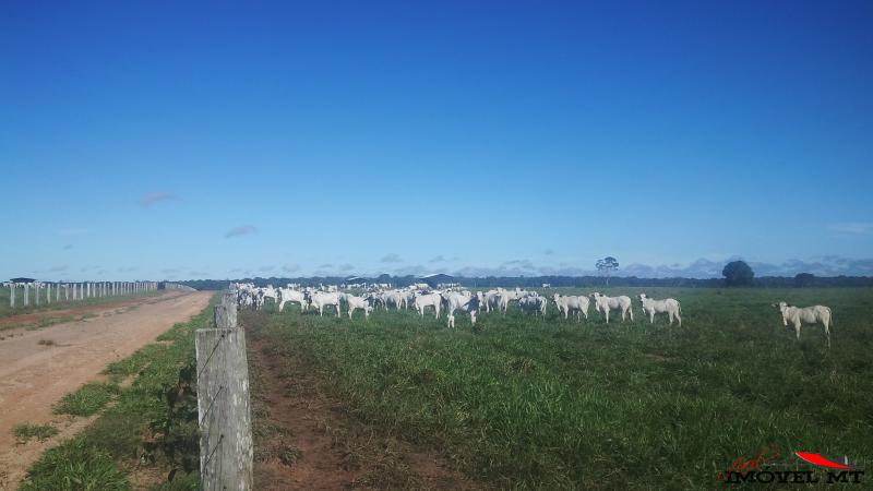 Fazenda em Juina — foto 3